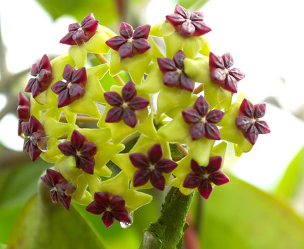 球蘭花蜜