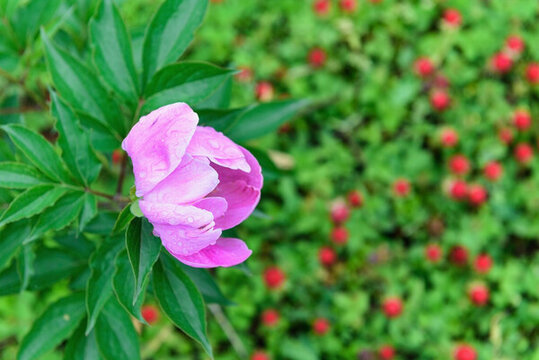 芍藥花