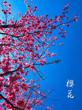 櫻花