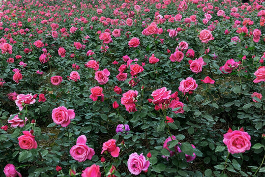 月季花