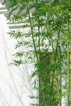 竹子白墻