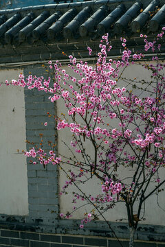 畫(huà)意梅花