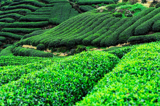 雅安蒙頂山茶園