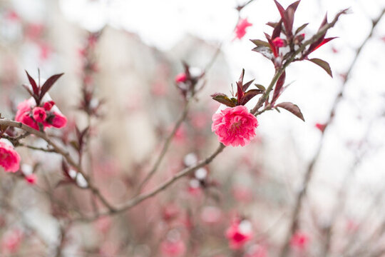 雪與花