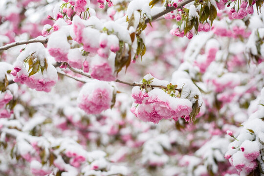 雪與花
