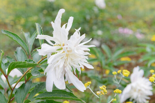 芍藥花