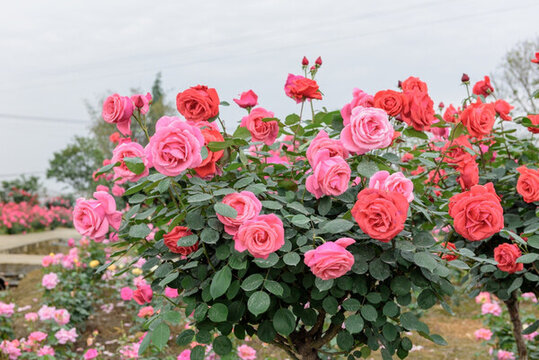 月季花