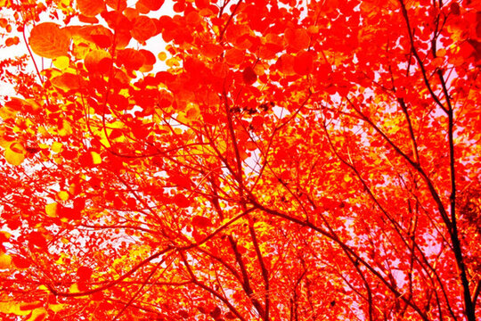 秋葉 紅葉