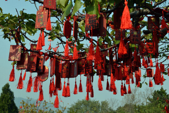北京 香山公園 祈愿樹