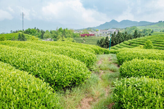 茶園 茶山