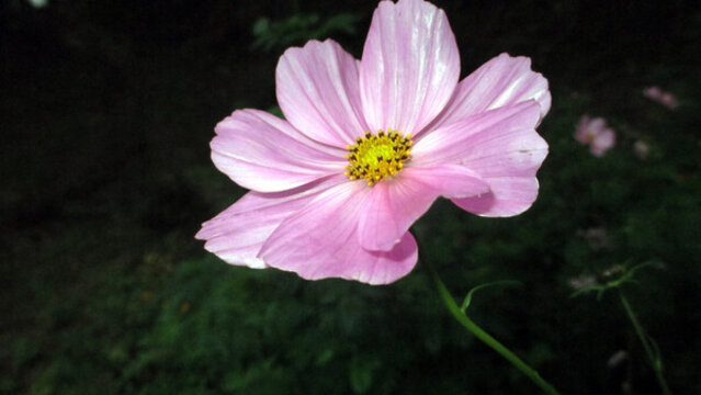 波斯菊