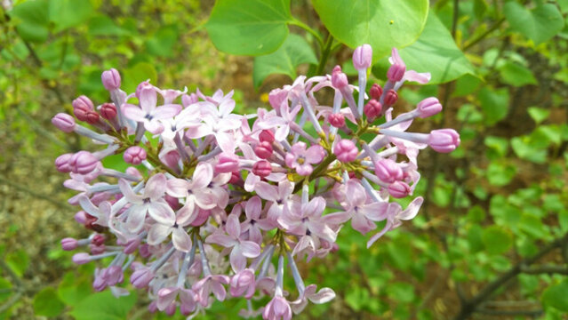 丁香花