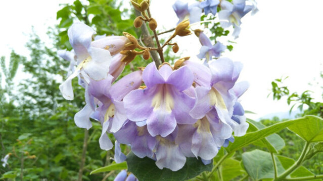梧桐花