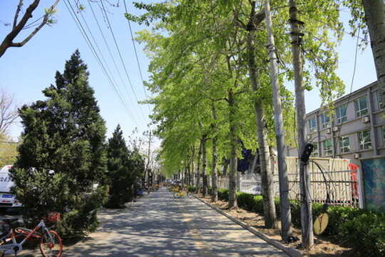 楊樹