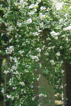 薔薇花