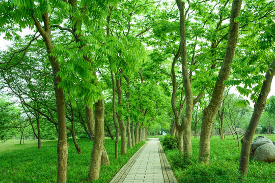 陽光綠樹林