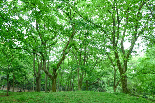 陽光綠樹林