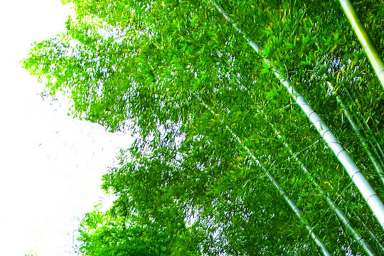 竹林風(fēng)光 竹林風(fēng)景素材