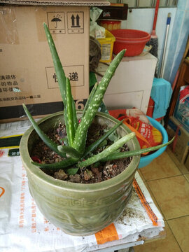 蘆薈