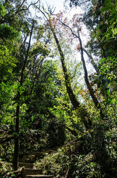 大圍山原始森林公園