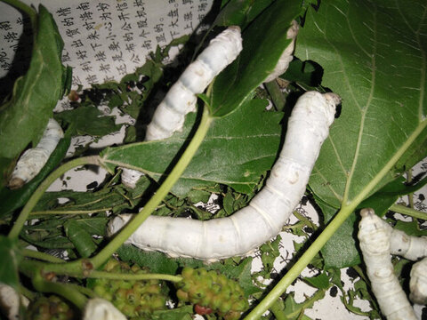 蠶寶寶