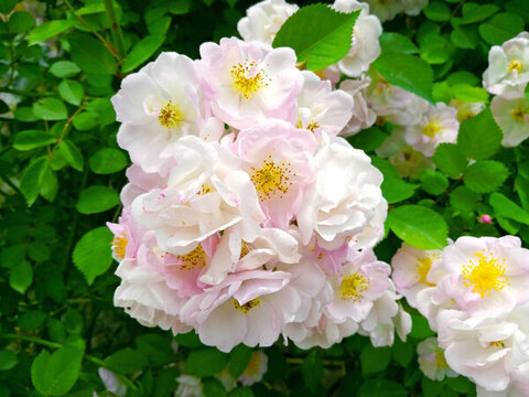 薔薇