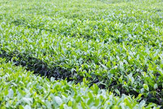 春天的茶園