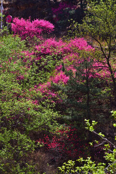 山林桃花