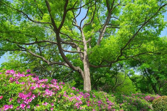 初春森林公園園林景觀