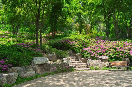 初春森林公園園林景觀