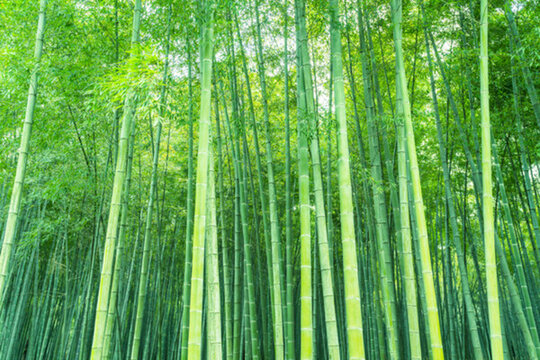 竹子竹葉竹林 大畫(huà)幅