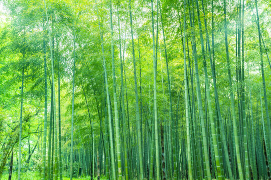 竹子竹葉竹林 大畫幅