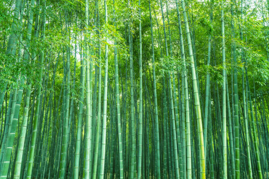 竹子竹葉竹林