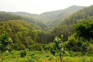 農(nóng)村 農(nóng)田 田園 春天