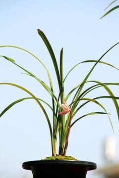 蘭草
