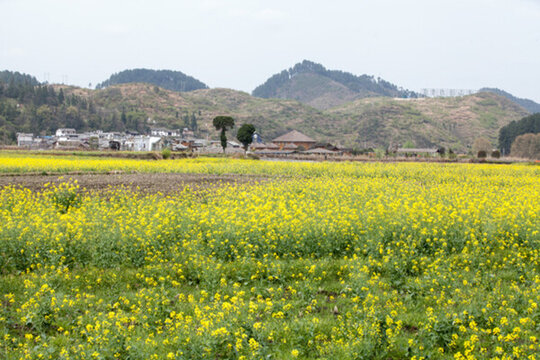 油菜花田