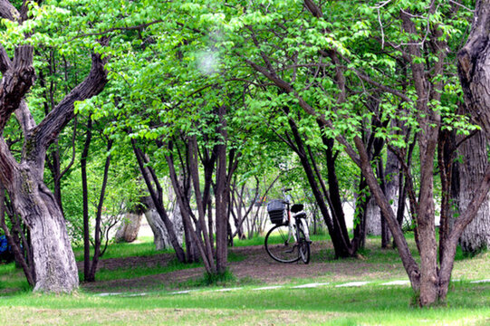 公園樹林