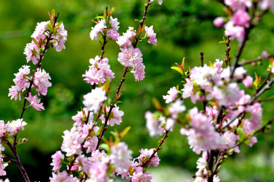 麥李花