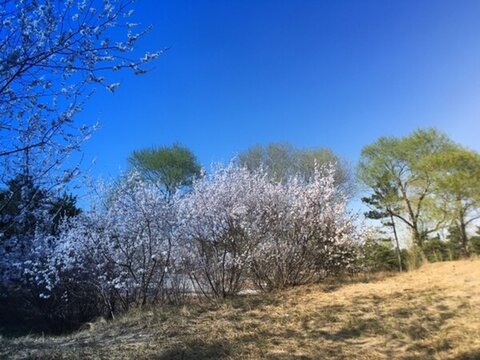 杏花 藍(lán)天 沙漠 綠樹 樹林