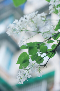 白丁香