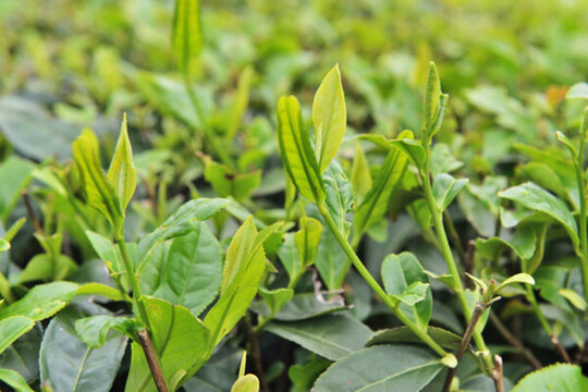 茶葉 嫩牙 嫩葉