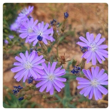 苦菜花