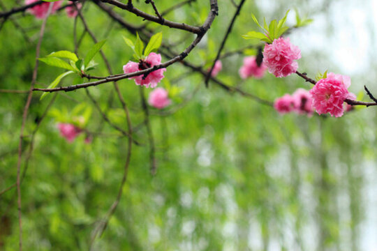 桃花