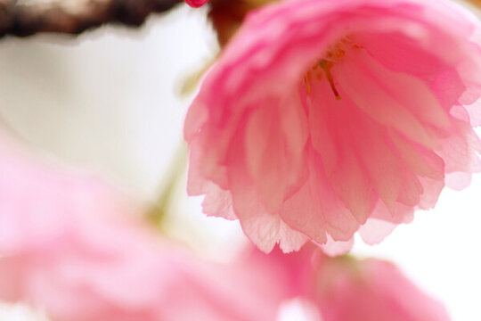 花卉