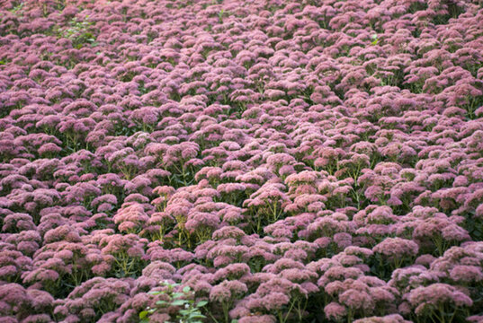 花卉背景