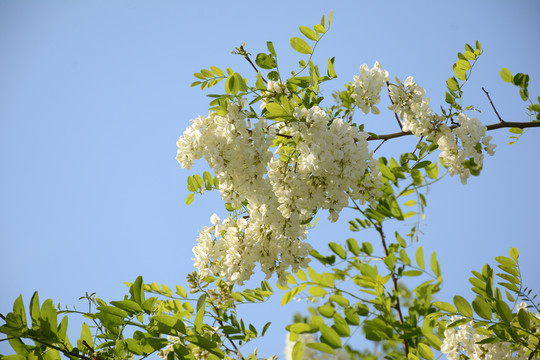 白槐花