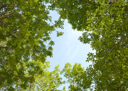 綠葉天空