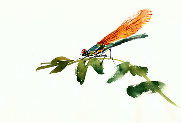 蜻蜓与绿叶