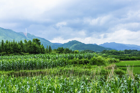 田園風(fēng)光
