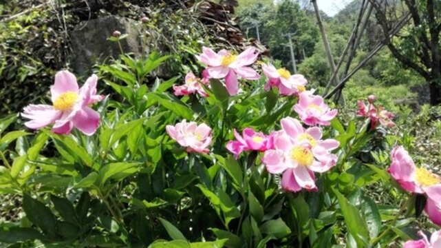 鮮花